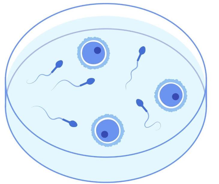 泰国ABC三代试管婴儿活产率高吗?附试管费用明细一览